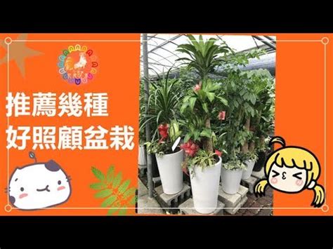 開幕盆栽禁忌|開幕送花禁忌指南：這些花千萬別送，觸黴頭小心害收禮人衰到底。